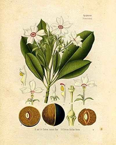 Реколта Ботанически щампи | Отровни растения от Ink Inc. | Комплект от 4 чертежи с размери 8 x 10 инча, без рамка